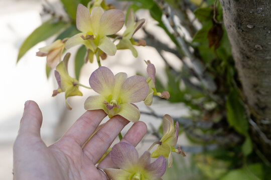 Hand showing purple blooming orchid.