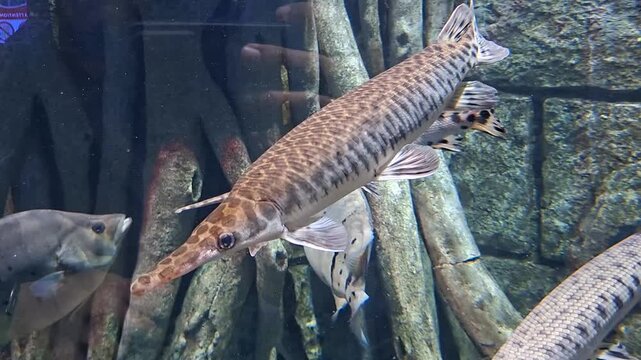 These fish are known for their needle-like snouts filled with sharp teeth and their cylindrical, armored bodies