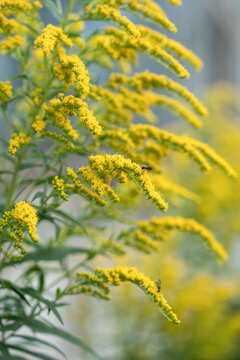 Solidago canadensis blooming in summer. Canada Goldenrod invasive species: allelopathy, displacement, rapid spread limit growth of surrounding plants