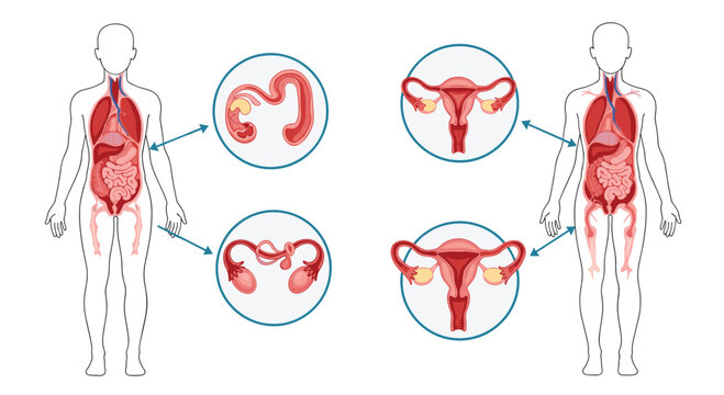 Comparative anatomical diagrams show the male and female reproductive systems within human silhouettes for educational and medical purposes.