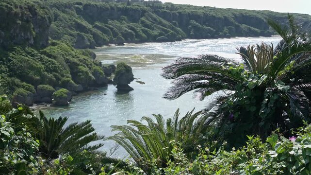 沖永良部島のソテツが自生する緑豊かな断崖と入り江の絶景