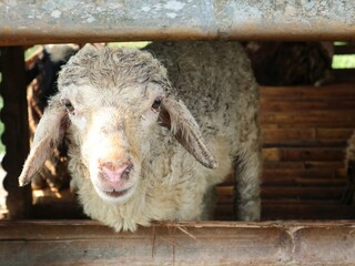 Young sheep looking through a wooden fence in a traditional farm. Highlighting the texture of its fleece and the rustic environment of a rural livestock farm © Eka