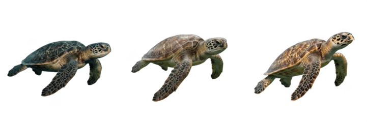 Fototapete Schildkröte Realistic Sea Turtle Swimming Isolated on Transparent Background, Marine Animal Green Turtle PNG, Underwater Wildlife Nature Element.  © muhammad