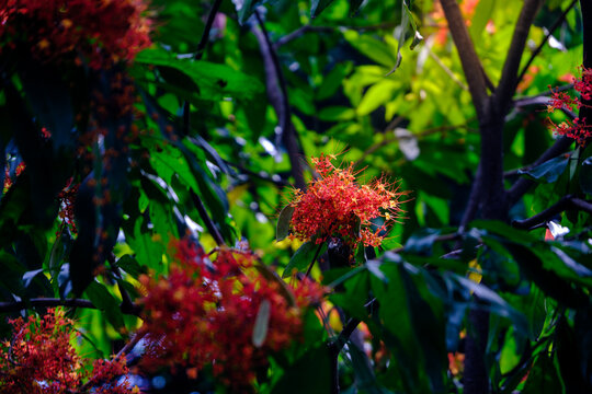 a vivid colorful red blooming flowers of Sorrowless tree Saraca declinata