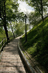 Obraz premium Winding path through a lush green park under soft sunlight