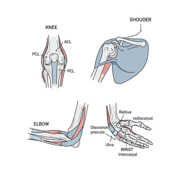 Joint anatomy chart illustrates the complex structure of the human knee, shoulder, elbow, and wrist for orthopedic reference.