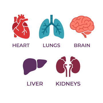 Human organs collection showcases a heart, lungs, brain, liver, and kidneys as a medical reference.