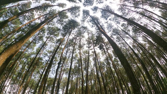 Low angle fisheye view of majestic tall pine trees in a tropical Indonesian forest.