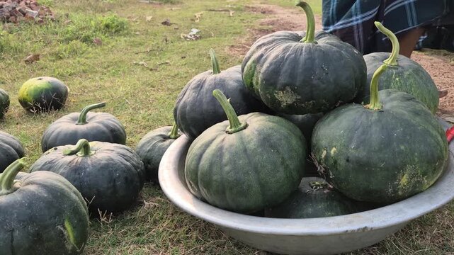 Freshly Harvested Sweet Pumpkins Arranged in Bowl and Scattered in Field