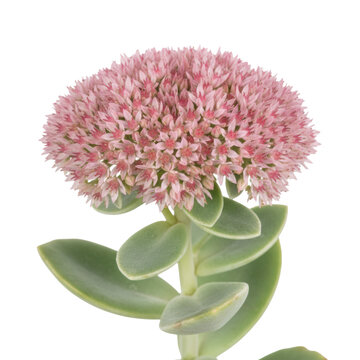 A vibrant rose and dusty pink sedum flower cluster with sage green succulent leaves edged in silver, isolated against a transparent studio background in sharp focus, pristine botanical beauty