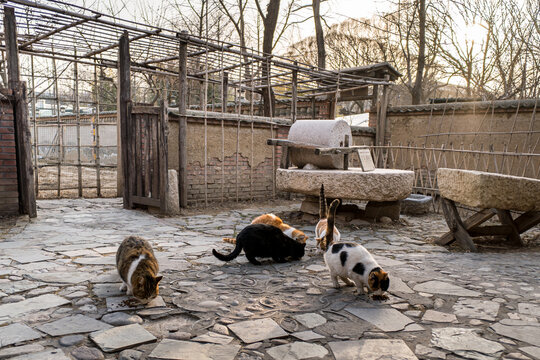 Stray cats beside the stone mill in the ancient village
