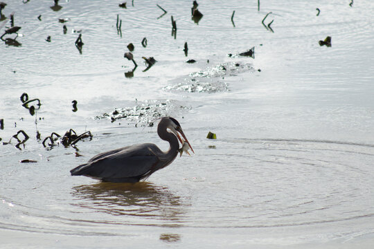 Great blue heron catching a fish.  In the background silhouettes of  plants poking out of the water make interesting shapes.