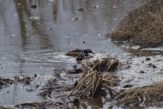 Two male hooded merganser ducks