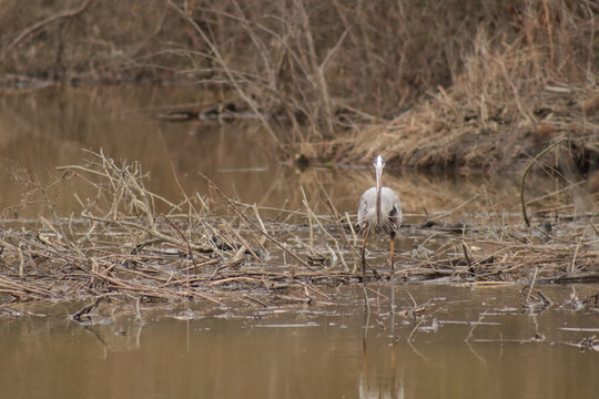 Forward facing great blue heron looking like a dinosaur and feirce in a wetlands 