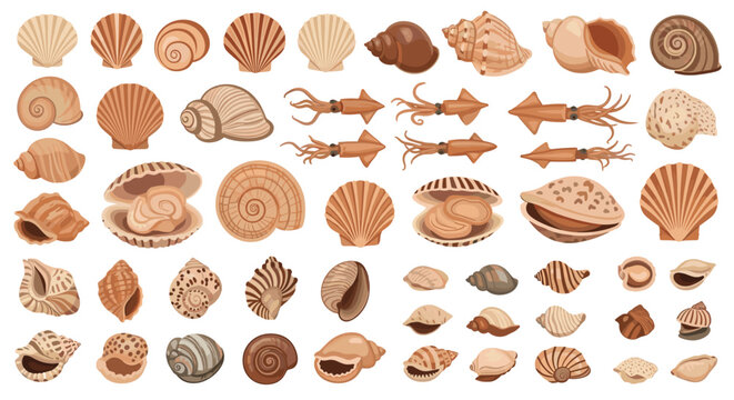 Extensive collection of various marine seashells, snail shells, and small squid illustrations on a plain white background.