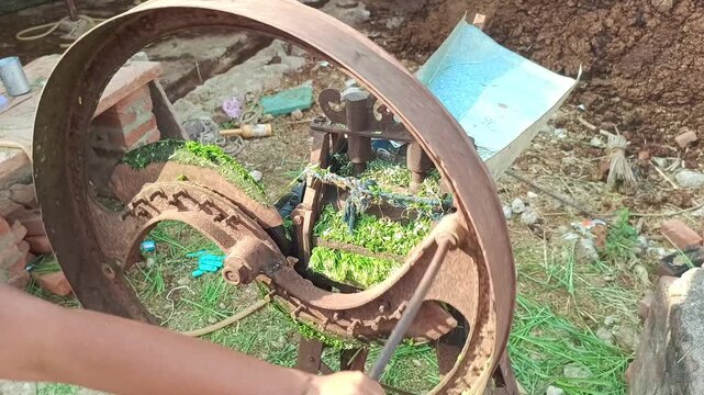 Manual Chaff Cutter Machine Cutting Green Grass for Livestock Fodder in Rural Farm