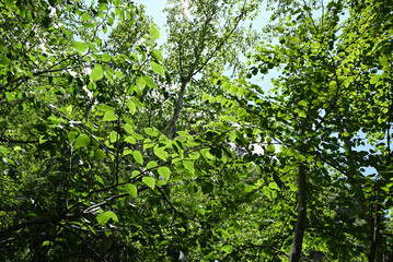 Fototapeta premium Climbing Mt. Akadake, Yatsugatake, Nagano, Yamanashi, Japan