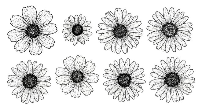 Vintage Retro Photocopy Effect Set featuring Wild Flower Heads with Distressed Grunge Stipple Messy Texture and Trendy Y2K Aesthetic for Creative Graphic Design Projects and Artistic Collages