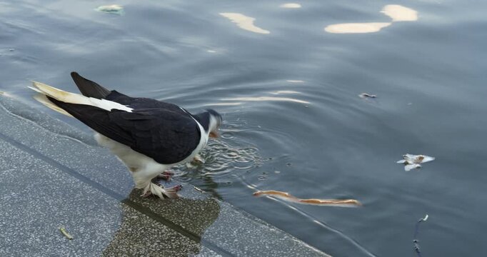 A bird skillfully catches fish in a city waterway showcasing nature in an urban environment.
