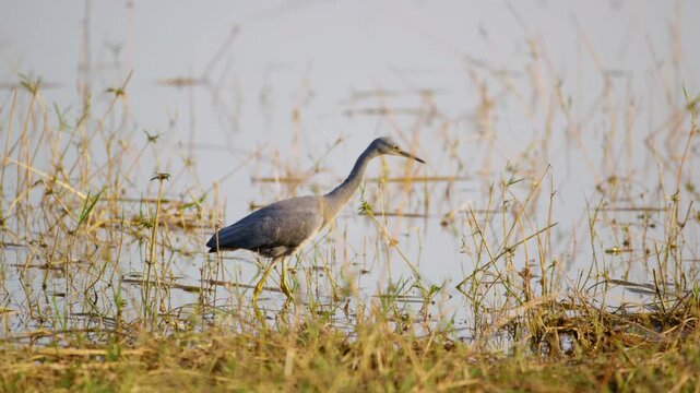 The Grey heron (Ardea cinerea) is a large long-legged wading bird of the heron native to Europe and Asia and also parts of Africa.