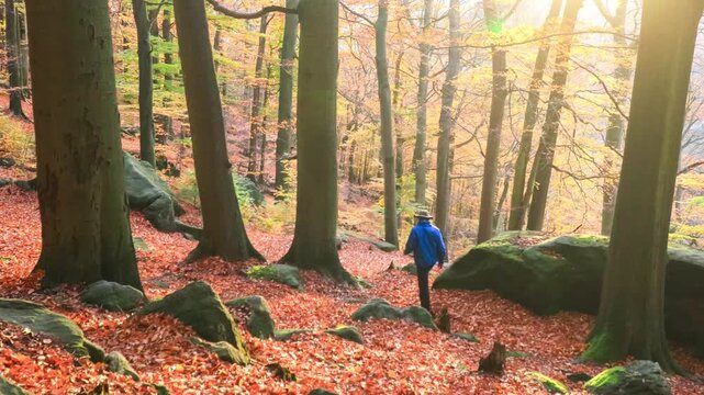 A man walks on a footpath among tall beech trees in the fall