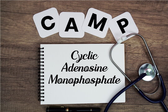 CAMP Cyclic Adenosine Monophosphate text written on notepad with stethoscope on wooden background