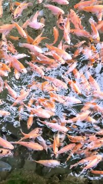 Top-down view of a dense, swirling school of orange and white tilapia fish (Oreochromis niloticus) in a farm pond. Industrial aquaculture, sustainable fish farming, and dynamic 