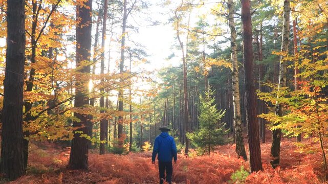Man walking against the sun in autumn beech forest with dry brown fern