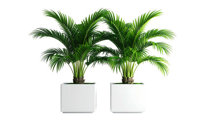 Obraz premium Two potted parlor palms with green fronds against a black background