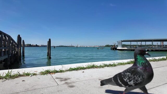 Pigeons feast on crumbled breadsticks along the shore of the Venetian lagune at Lido Santa Maria Elisabetta.