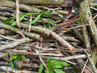 Fototapeta premium A pile of freshly cut branches and twigs on the ground.
