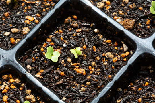 Napa cabbage seedlings: Fresh green cotyledons sprouting in a nursery pot.