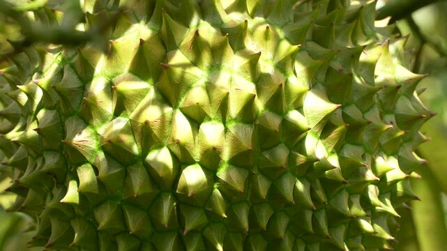 Ultra-macro texture of Vietnamese Ri6 durian thorns catching the sunlight.