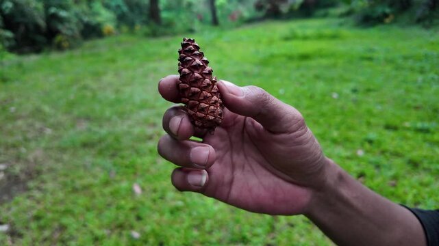A male hand holding and showing a single brown pine cone against a blurred green forest background, symbolizing a connection with nature.