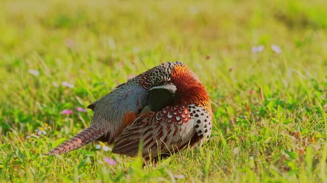 Ring-necked Pheasant male close up preening with ambient sound of birds and pheasant call