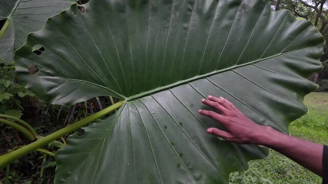 A close-up of a massive green Elephant Ear leaf showing natural veins and small holes from forest insects.