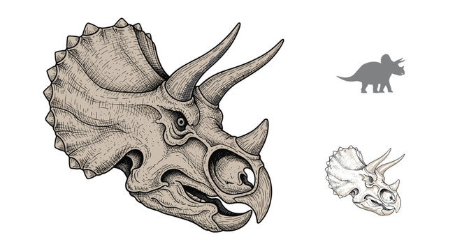 Engraved style illustration of a triceratops skull with three horns and a large bony frill showing detailed bone texture and shading.
