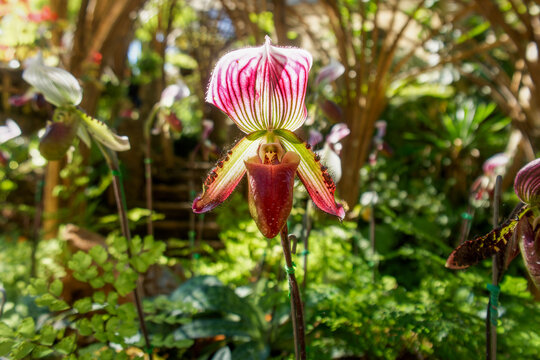 Lady Slipper Orchid Flower with Pink Striped Petals and Maroon Pouch. A vibrant Paphiopedilum orchid featuring a white dorsal sepal with bold pink vertical stripes and a deep maroon pouch in a garden.