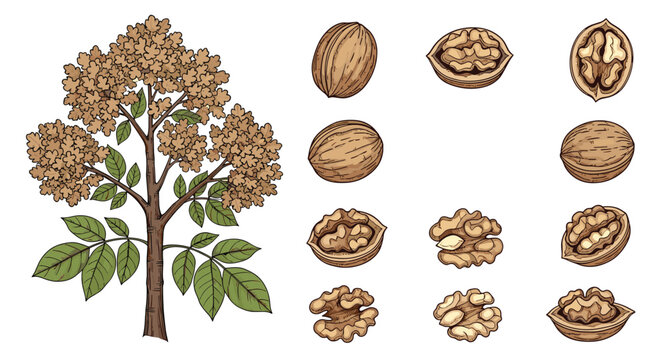 Comprehensive walnut botanical study featuring a mature tree branch and various views of whole and cracked nut kernels and shells.