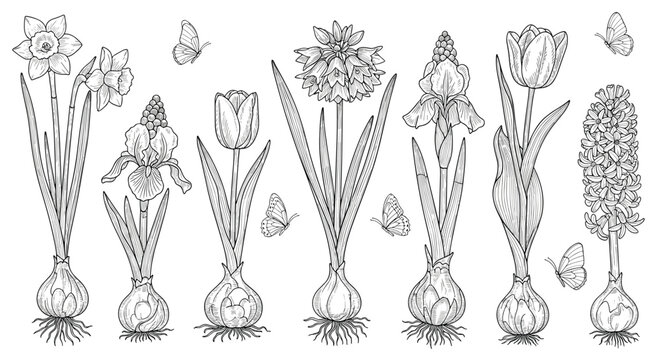 Set of spring flowering bulb plants including tulips, hyacinths, and daffodils shown with roots and floating butterflies in line art.