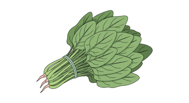 Fresh bunch of green spinach leaves tied together with a simple band in a clean hand drawn culinary illustration for healthy food.