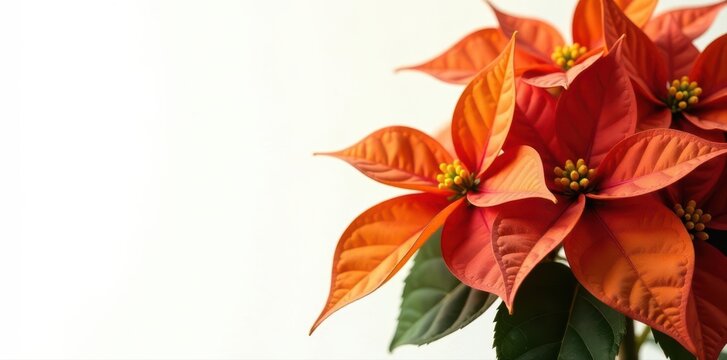 Close-up golden poinsettia, clean background, clipping path, photography, floral, yellow