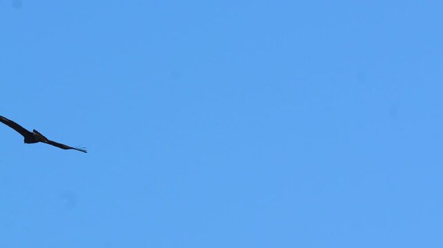 Golden eagle (Aquila chrysaetos) Bird of prey soaring through the vast expanse of a clear blue sky with its wings spread wide in bright natural daylight 4k 120fps slow motion footage