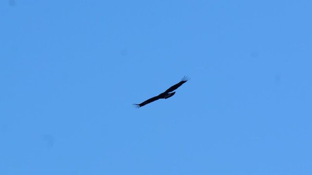 Golden eagle (Aquila chrysaetos) soaring with wings spread wide against a clear blue sky backdrop in bright daylight 4k 120fps slow motion footage