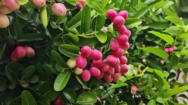 A close-up image of a cluster of bright red carissa carandas fruits hanging from branches amidst lush green foliage.	