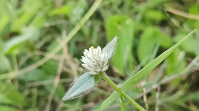 The small inflorescence of Gomphrena celosioides showcases the beauty of this tropical plant in its natural habitat.