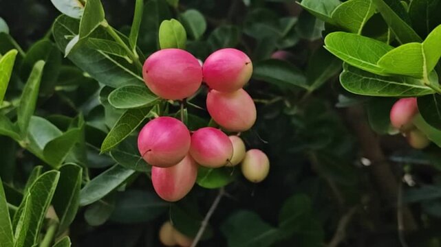 A close-up image of a cluster of bright red carissa carandas fruits hanging from branches amidst lush green foliage.	
