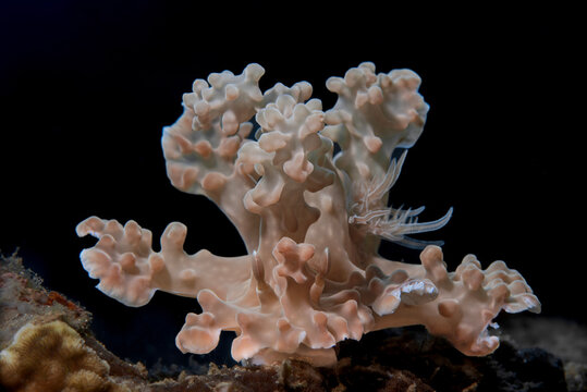 Miamira Alleni nudibranch at Anilao