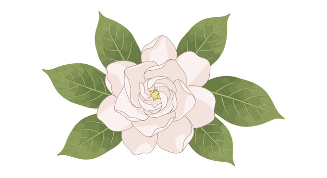 Beautiful white gardenia flower with lush green leaves isolated on a white background for floral design and decoration.