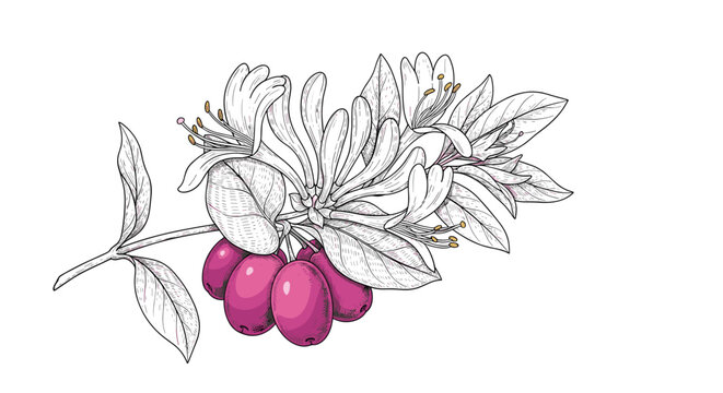 Detailed illustration of a honeysuckle branch with delicate white flowers and vibrant pink berries on a white background.